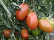 Saisonfinale der Tomaten