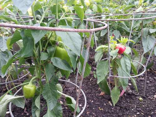 Der frühe Gärtner sät jetzt Paprika