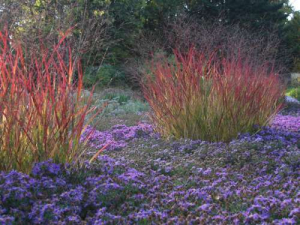 Rotbraunes Grün und herbstliche Blüten