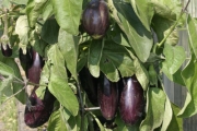 Aubergine