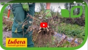Gartenvideo des Monats - Oktober &#039;20