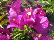 Blühwunder Bougainvillea