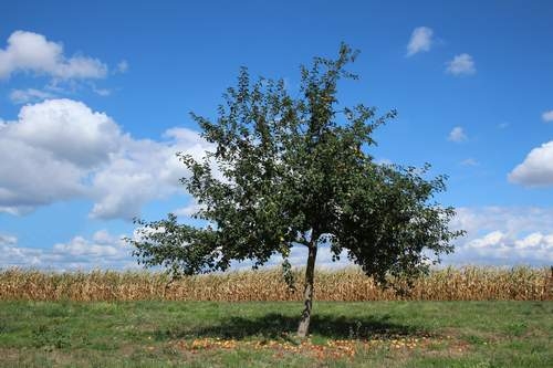 Ältere Obstbäume verpflanzen