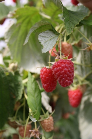 Herbsthimbeeren im Test