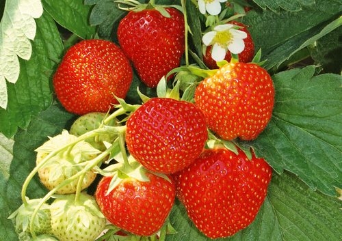 Erdbeeren im Frühjahr pflanzen