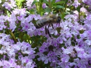 Thymian für Bienen