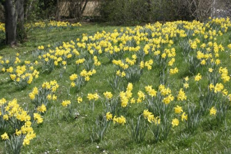 Blumenzwiebeln zum Verwildern