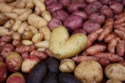 Wiederentdeckung alter Kartoffelsorten