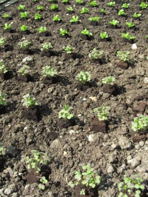 Feldsalat: Pflanzen statt säen?!