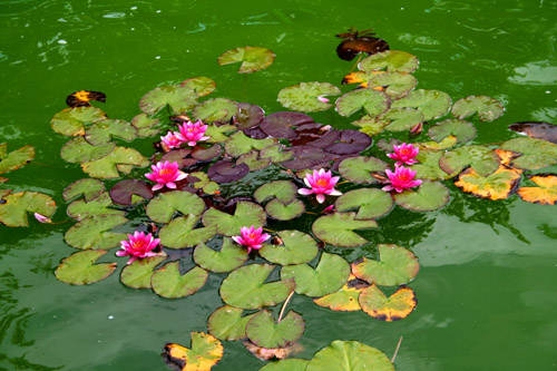 Einzug der Teich-Königin