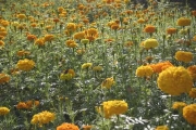 Tagetes als Gründünger