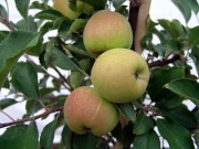 Apfelbäumchen im Kleinformat