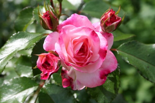 Strauchrose &#039;Rosenstadt Freising&#039;