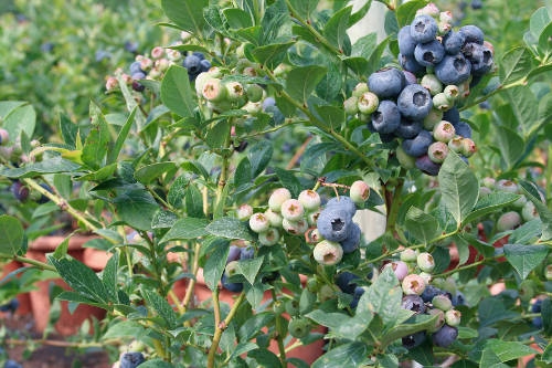 Heidelbeeren: Saurer Boden, süße Früchtchen