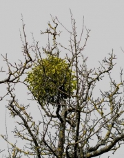 Vom Baum in den Türrahmen