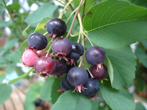 Felsenbirne: Fruchtendes Ziergehölz