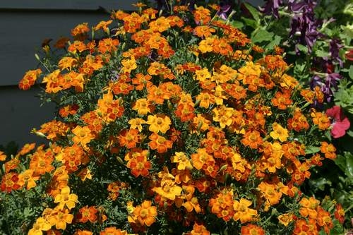 Mit Tagetes würzen