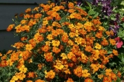 Mit Tagetes würzen