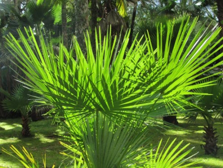 Palmen – Sinnbilder für Wärme, Urlaub und Entspannung