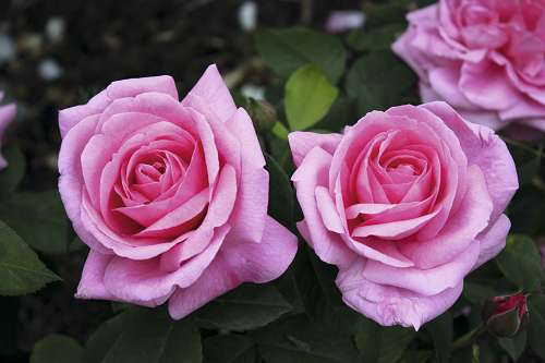 Rose &#039;Gertrude Jekyll&#039;