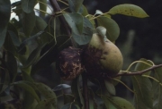 Hochsaison für Fruchtfäule