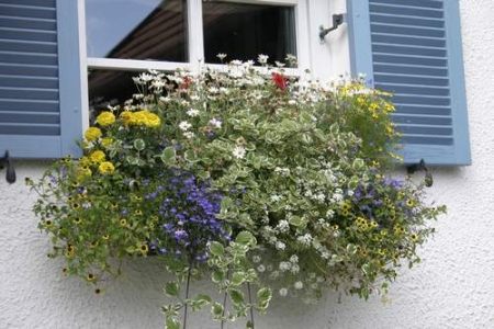 Vielfalt an Blatt und Blüten für den Balkon