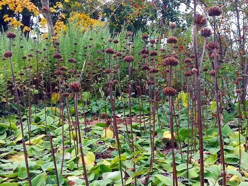 Das Brandkraut (Phlomis russeliana) ist ein Hingucker im Winter