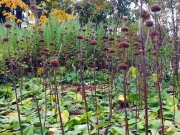 Das Brandkraut (Phlomis russeliana) ist ein Hingucker im Winter