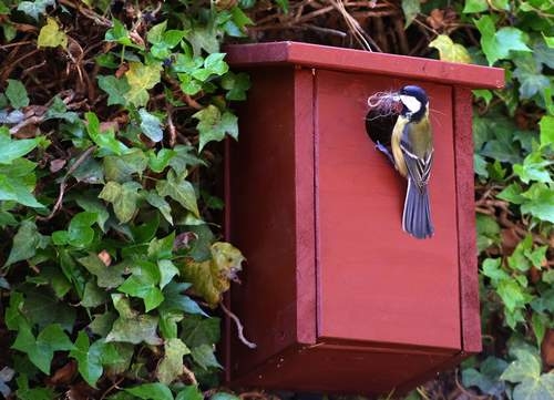 Vogel-Wohnstätten renovieren