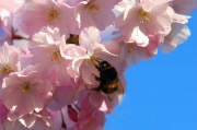 Bestäubungshilfe für Bienen und Hummeln