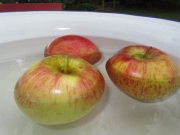 Äpfel: Warmwasserbad gegen Lagerfäulen
