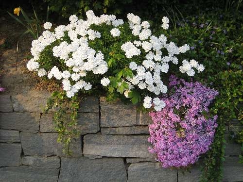 Frühsommerputz im Steingarten