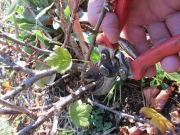 Stachelbeeren richtig schneiden