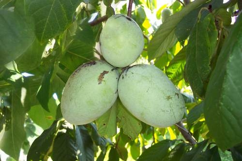 Exotisches Geschmackserlebnis: Peterson Pawpaws®