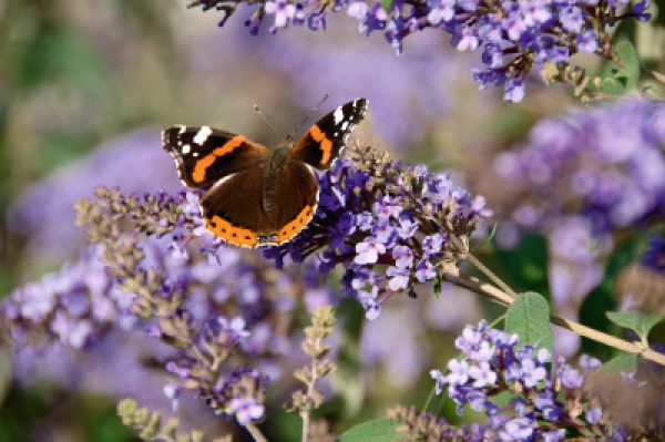 Sommerflieder ausputzen