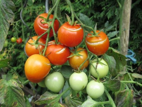 Geplatzte Tomaten