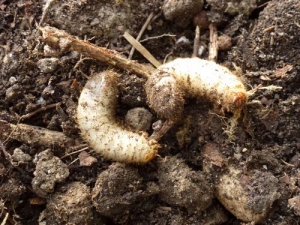 Sind Rosenkäfer schädlich?