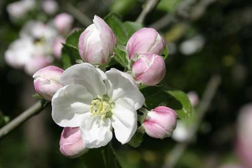 Apfelblüte im Herbst?