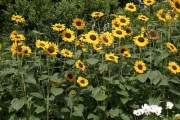 Wohl behütete Sonnenblumen