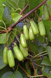 Kiwis für den Sommer