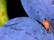 Beerengenuss trotz Kirschessigfliege