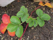 Pflanzzeit für Erdbeeren