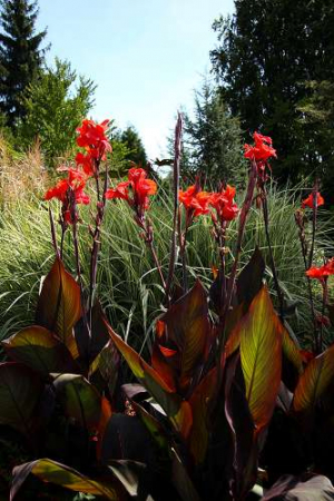 Canna einlagern