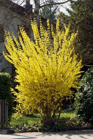 Forsythien: Unschlagbare Leuchtkraft