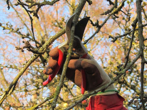 Obstbäume einbremsen