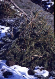 Nadelgrün als Winterschutz