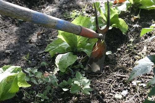 Das Ringen im Beet