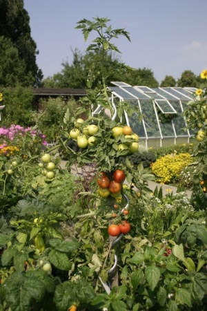 Tomatenpflanzung