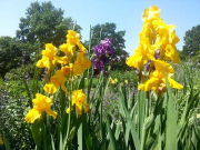 Beet frei für Bart-Iris