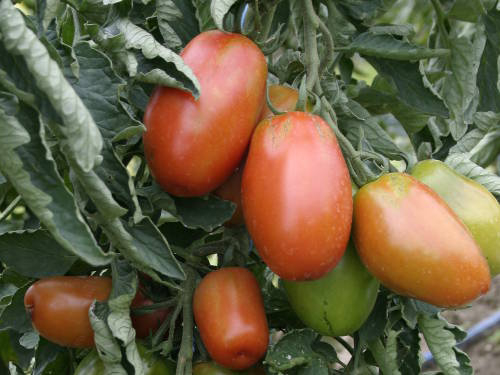 Tomatenstäbe reinigen